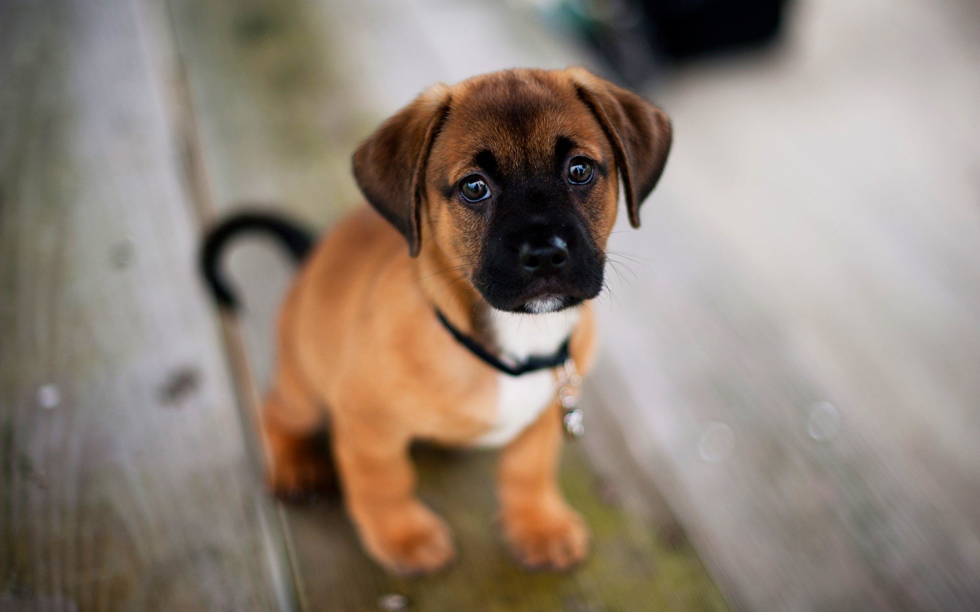 Feeding your new puppy - tips from Vetcetera Veterinarian and Animal Hospital in Bedford NS