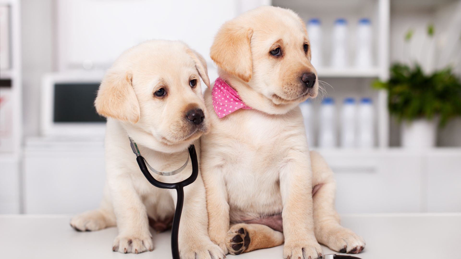 Spring into warmer weather with Tick-Borne Disease Testing!